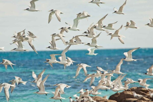 Aves são as grandes responsáveis por espalhar plantas em ilhas (Crédito: Getty Images/ Canva Pro)