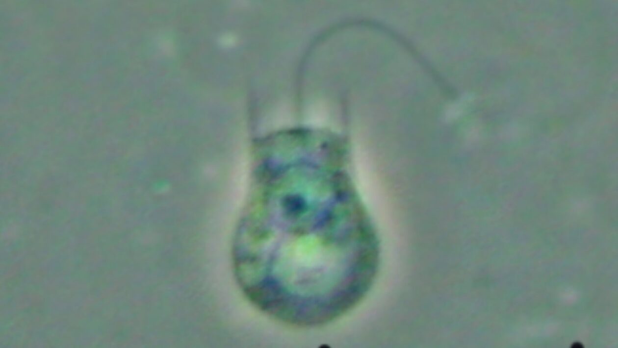 Micróbio aquático revela como surgiram os primeiros animais da Terra (Imagem: Daniel Stoupin – Licença CC BY-SA 3.0)