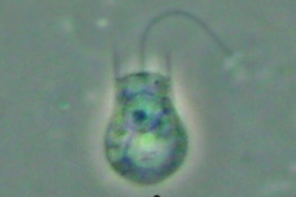 Micróbio aquático revela como surgiram os primeiros animais da Terra (Imagem: Daniel Stoupin – Licença CC BY-SA 3.0)