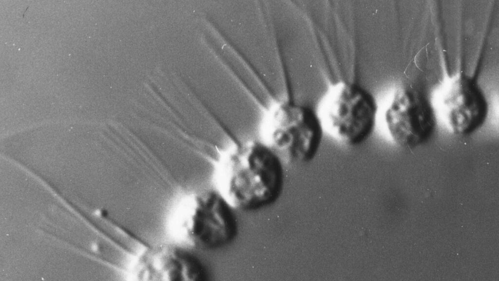 Genes antigos dos coanoflagelados explicam a origem da vida complexa (Imagem: Sergey Karpov – Licença CC BY-SA 3.0)