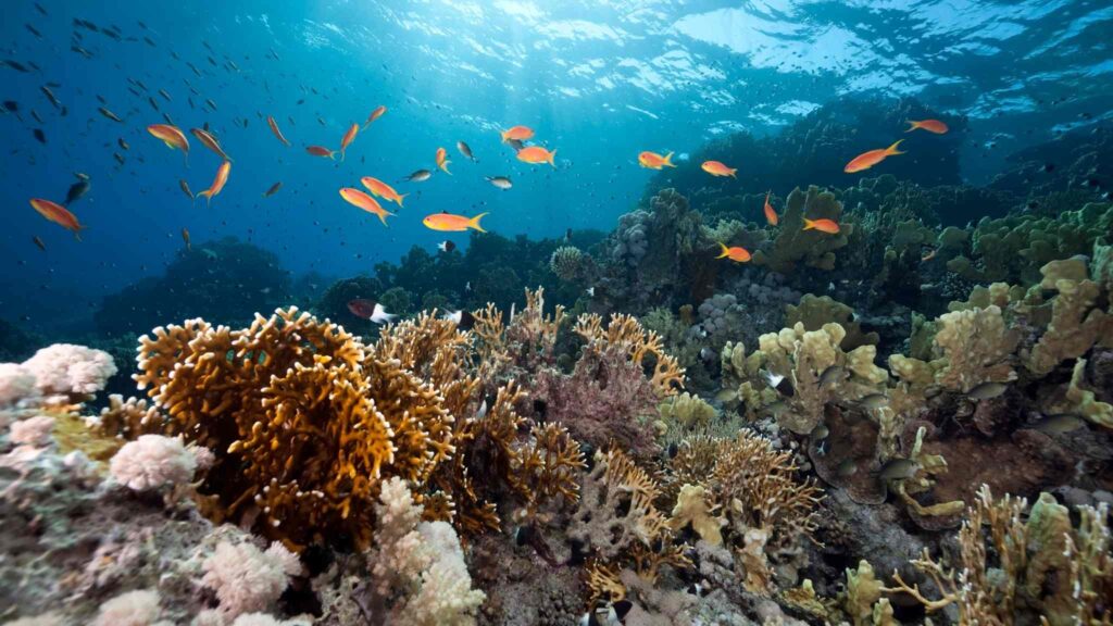 Fósforo impulsionou a fotossíntese e trouxe oxigênio à Terra (Crédito: Getty Images/ Canva Pro)