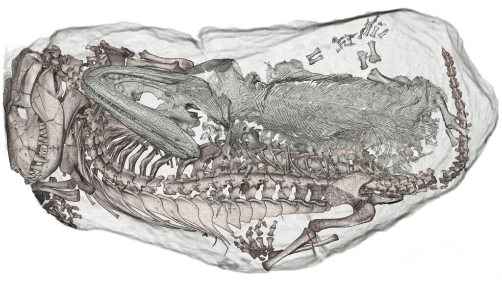 Esqueletos fossilizados demonstram comportamento raro no Triássico. (Foto: Vicente Fernández et al – Licença CC BY)