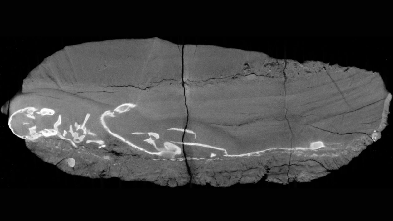 Fóssil revela Thrinaxodon e Broomistega abraçados. (Foto: Vicente Fernández et al – Licença CC BY)
