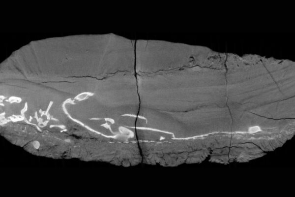 Fóssil revela Thrinaxodon e Broomistega abraçados. (Foto: Vicente Fernández et al – Licença CC BY)