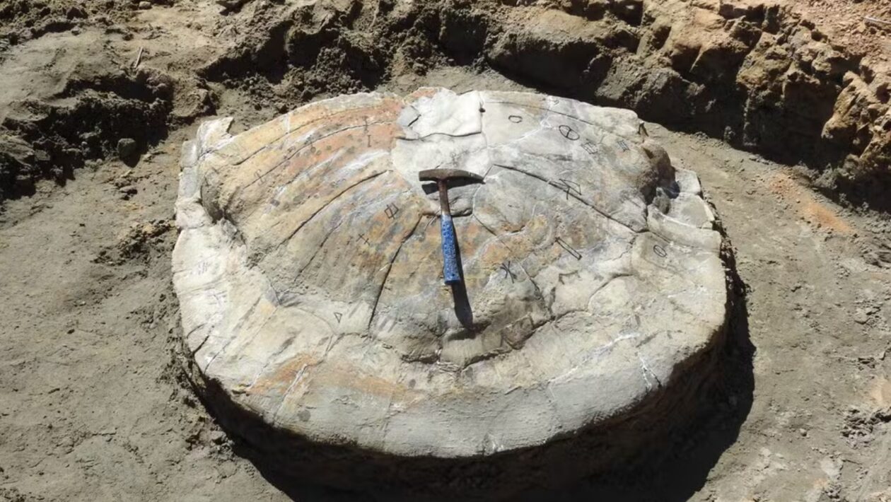 Carapaça preservada será estudada no laboratório da Ufac. (Foto: Professor Edson Guilherme / Ufac)