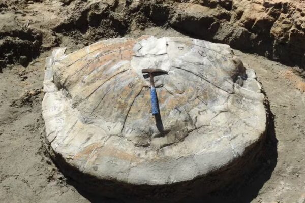 Carapaça preservada será estudada no laboratório da Ufac. (Foto: Professor Edson Guilherme / Ufac)