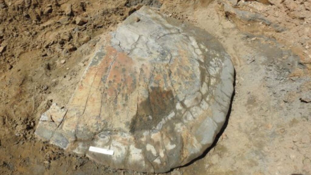 Fóssil de tartaruga gigante do Mioceno encontrado no Acre. (Foto: Professor Edson Guilherme / Ufac)