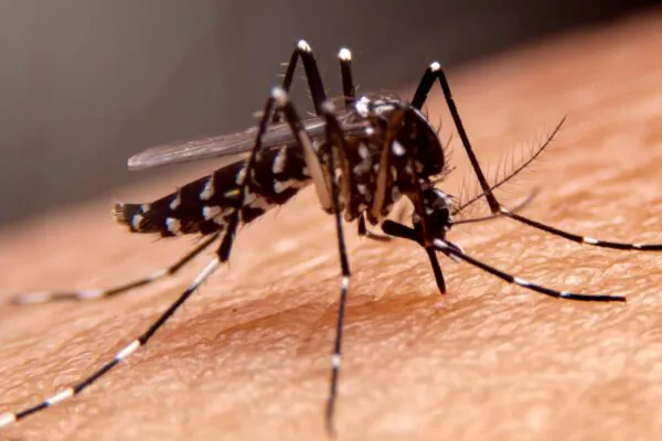 Fungo com aroma floral elimina mosquitos da dengue e da zika (Imagem: Getty Images/ Canva Pro)