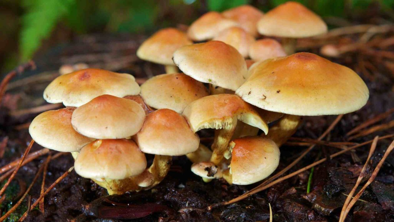 Vida na Terra começou com a ação silenciosa dos fungos (Crédito da imagem: Getty Images/ Canva Pro)