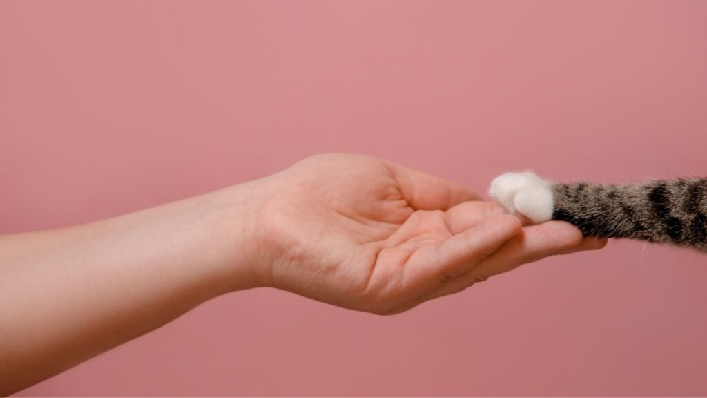 Interação com gatos promove bem-estar e relaxamento. (Foto: Denis via Canva)
