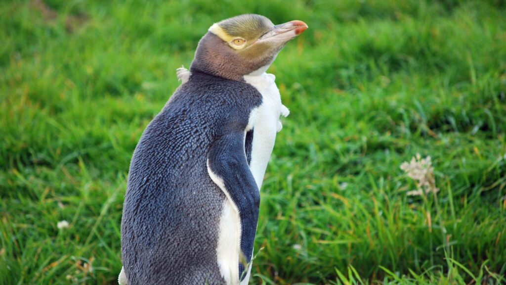 Genoma do pinguim hoiho revela três subespécies distintas (Imagem: Getty Images/ Canva Pro)