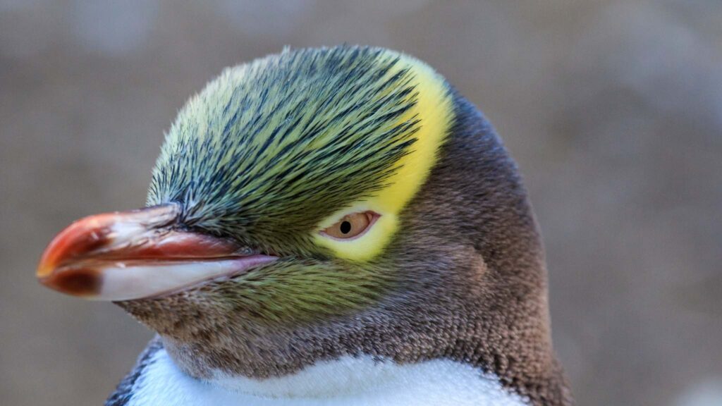 Descoberta genética expõe vulnerabilidade do pinguim-de-olhos-amarelos (Imagem: Getty Images/ Canva Pro)