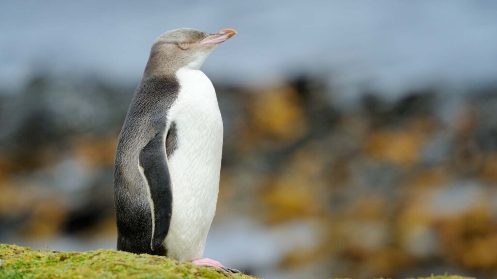 Estudo mostra genes ligados à doença respiratória em pinguins (Imagem: Getty Images/ Canva Pro)