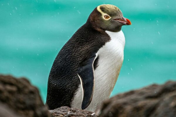 Pesquisadores alertam para risco de extinção do raro hoiho (Imagem: Mike Jones/ Canva Pro)