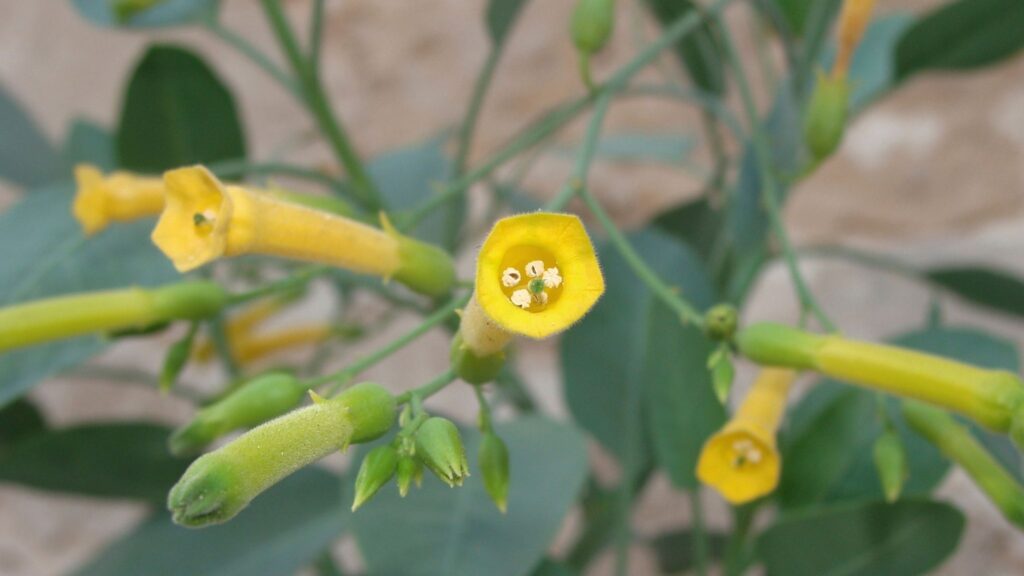 Flores amarelas tubulares alertam para planta tóxica. (Foto: Getty Images via Canva)