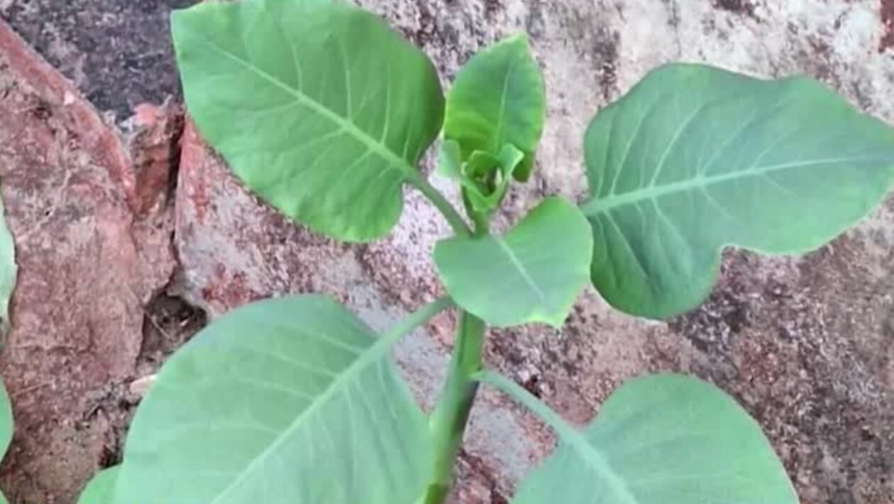 Planta venenosa é parecida com couve comum. (Foto: Youtube / R7)