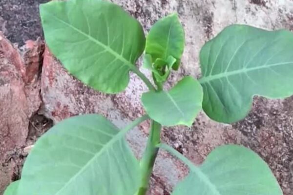 Planta venenosa é parecida com couve comum. (Foto: Youtube / R7)