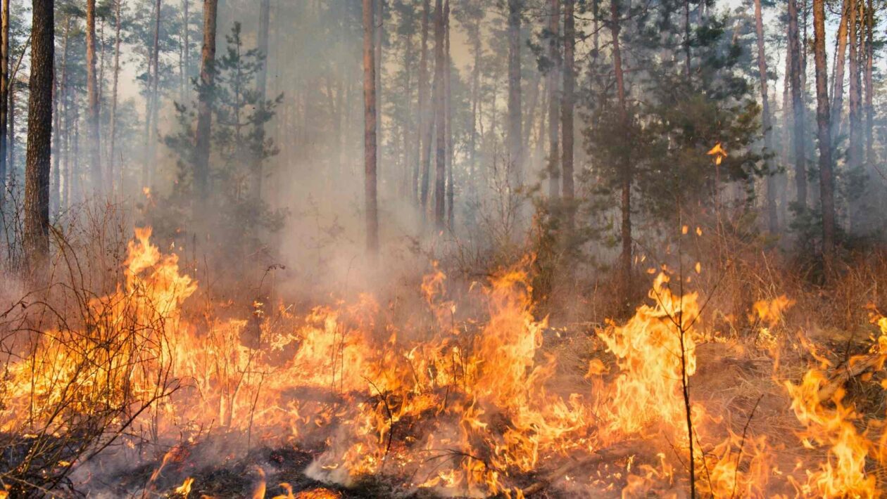 Incêndios florestais recordes ameaçam milhões e liberam bilhões de CO₂ (Imagem: Canva Pro)