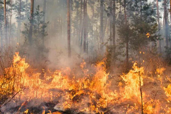 Incêndios florestais recordes ameaçam milhões e liberam bilhões de CO₂ (Imagem: Canva Pro)