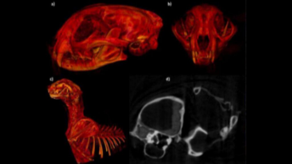 Reconstruções 3D mostram crânio, tecidos e tórax da múmia. (Foto: Ahmed Boug et.al)