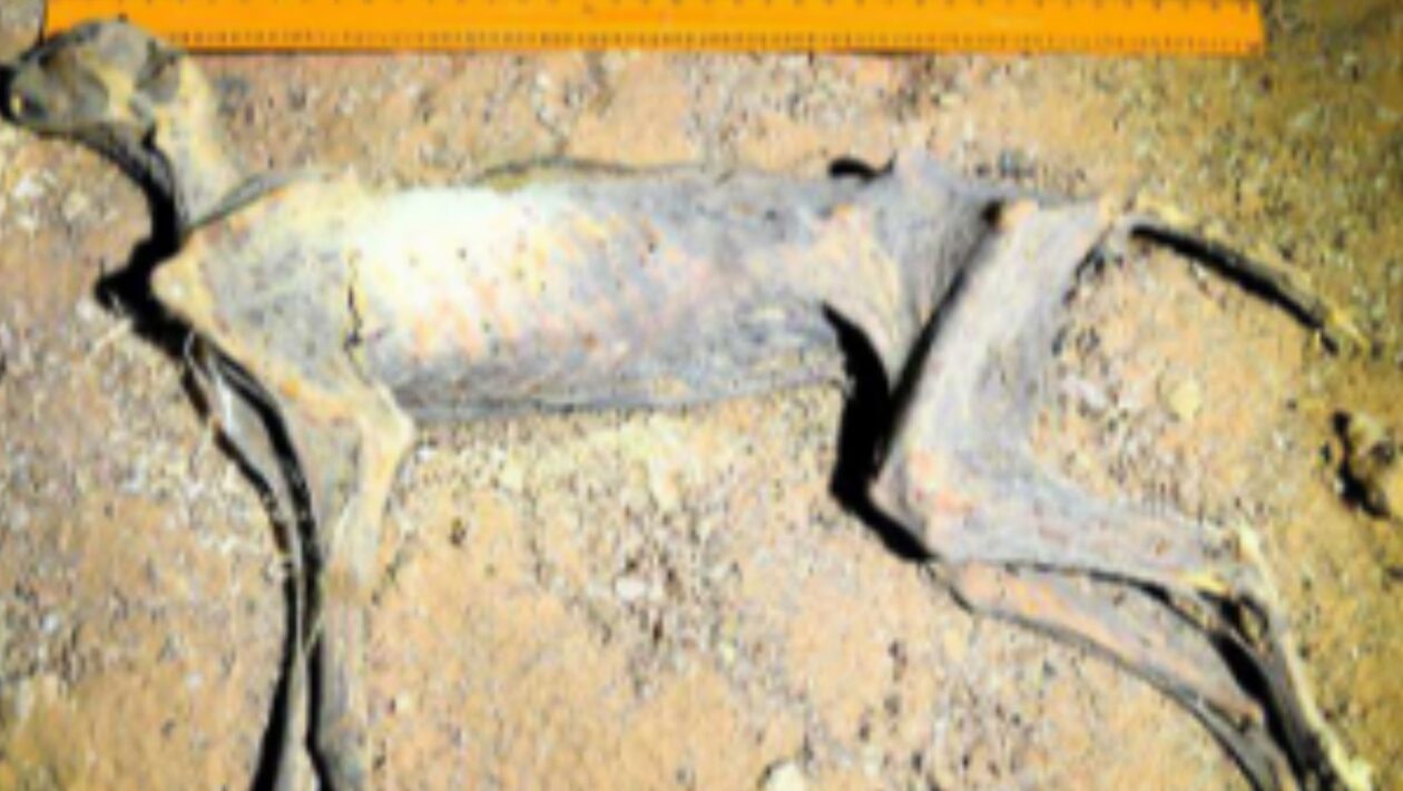 Múmia preservada no local original dentro da caverna. (Foto: Ahmed Boug et.al)