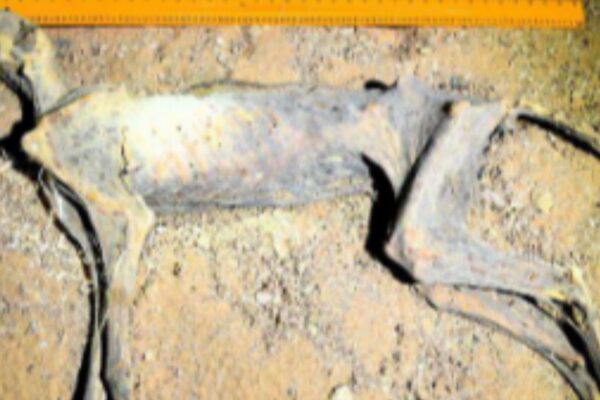 Múmia preservada no local original dentro da caverna. (Foto: Ahmed Boug et.al)