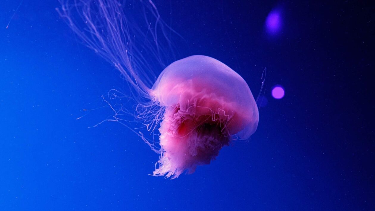 Juba-de-leão: gigante dos oceanos com tentáculos impressionantes (Imagem: Getty Images/ Canva Pro)