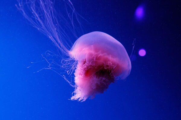Juba-de-leão: gigante dos oceanos com tentáculos impressionantes (Imagem: Getty Images/ Canva Pro)