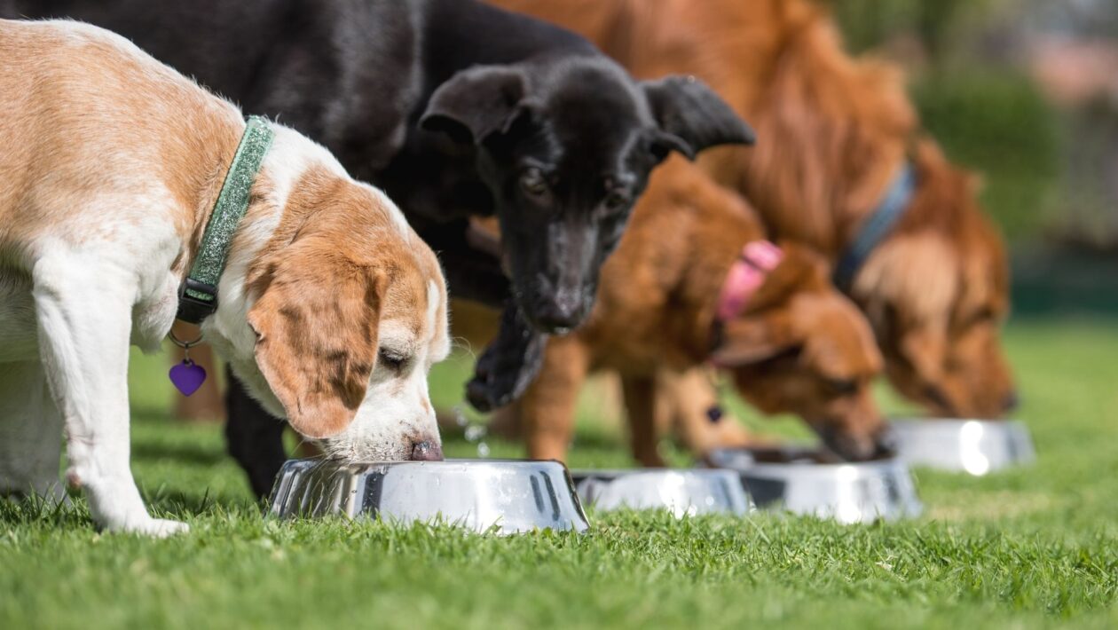Dieta rica em gordura melhora glicemia e lipídios caninos. (Foto: Getty Images via Canva)