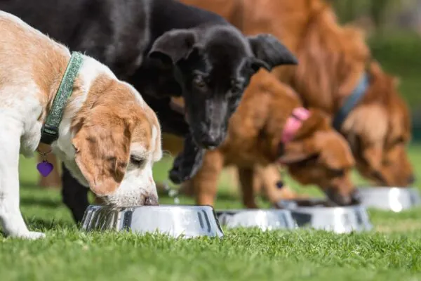 Dieta rica em gordura melhora glicemia e lipídios caninos. (Foto: Getty Images via Canva)