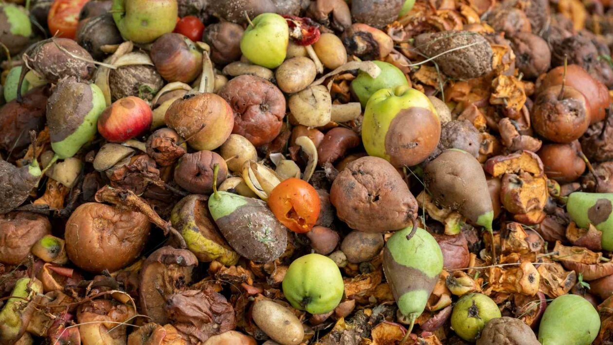 Micróbio transforma restos de comida em energia limpa e renovável (Imagem: Getty Images/ Canva Pro)