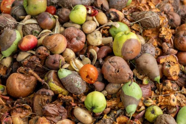 Micróbio transforma restos de comida em energia limpa e renovável (Imagem: Getty Images/ Canva Pro)