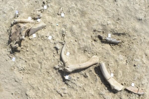 Humanos pré-históricos transformavam ossos em ferramentas. (Foto: Mecozzi et al., 2025, PLOS One, CC BY)