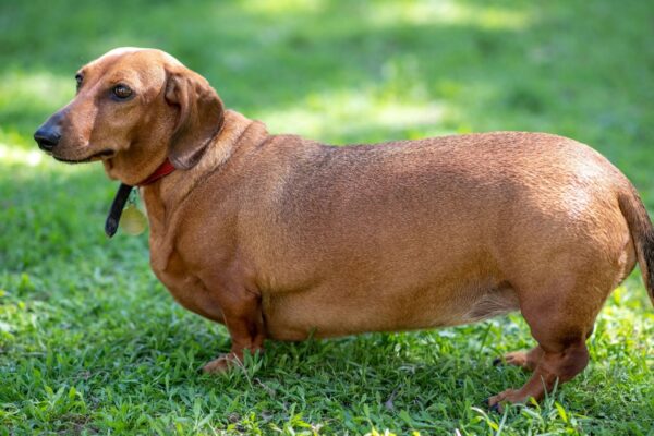 Movimentação lenta pode ser sinal de excesso de peso. (Foto: Getty Images via Canva)