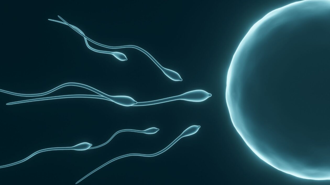 Pesquisa cria óvulos em laboratório para estudo da reprodução. (Foto: Kavic.C / Canva Pro)