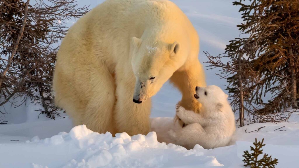 Nova pesquisa revela o papel oculto dos ursos polares na natureza (Imagem: Getty Images/ Canva Pro)
