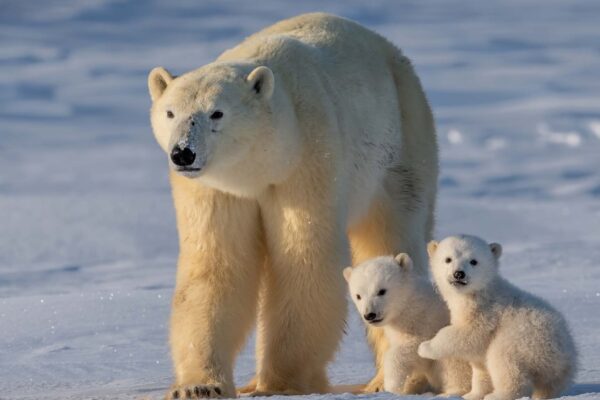 Ursos polares: provedores vitais para a vida selvagem do Ártico (Imagem: Getty Images/ Canva Pro)