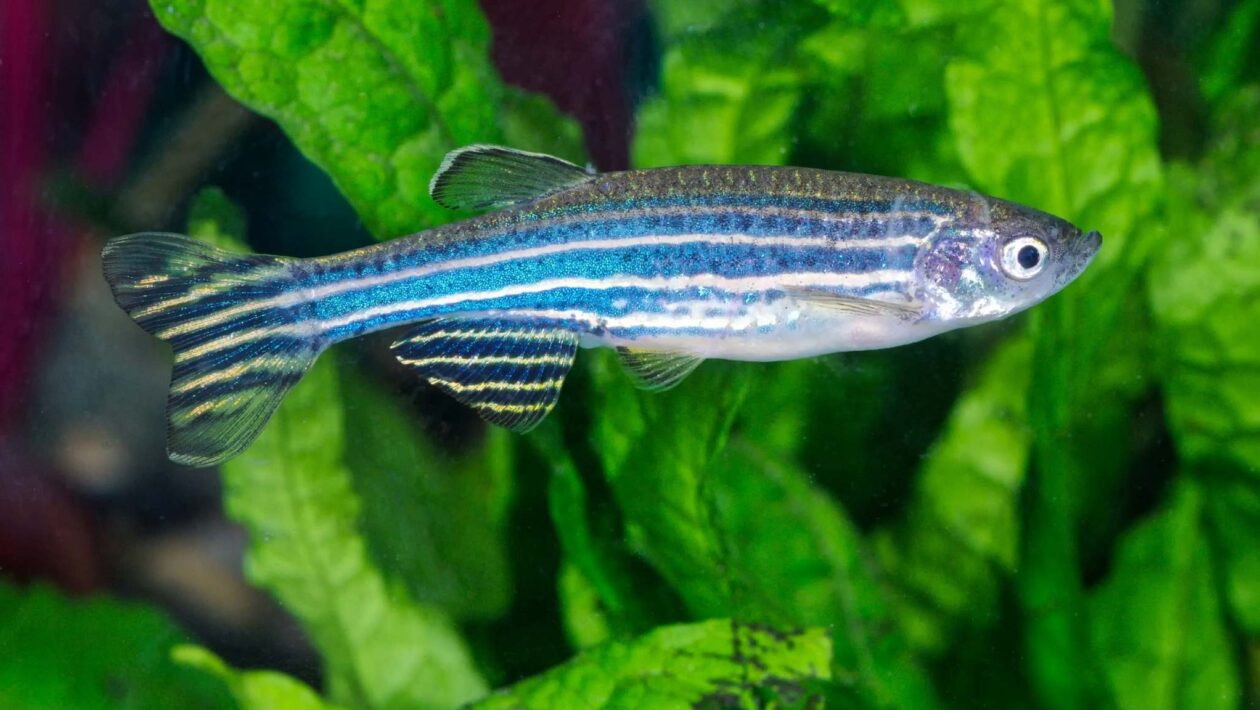 Regeneração do peixe-zebra pode inspirar novas terapias humanas (Imagem: Canva Pro)