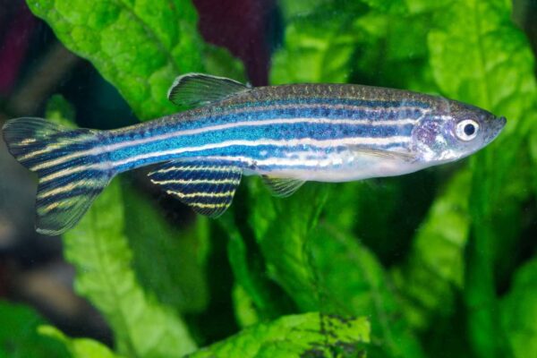 Regeneração do peixe-zebra pode inspirar novas terapias humanas (Imagem: Canva Pro)