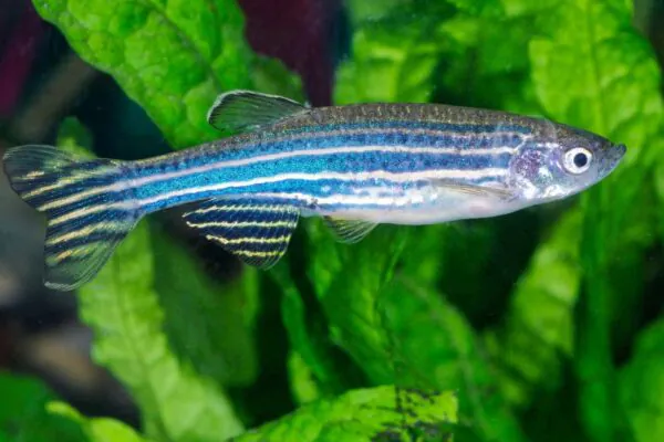 Regeneração do peixe-zebra pode inspirar novas terapias humanas (Imagem: Canva Pro)