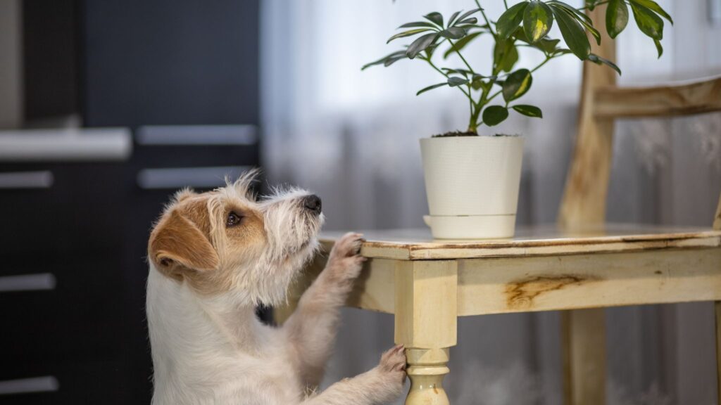 Plantas bonitas podem ser tóxicas para cães e gatos. (Foto: Getty Images via Canva)