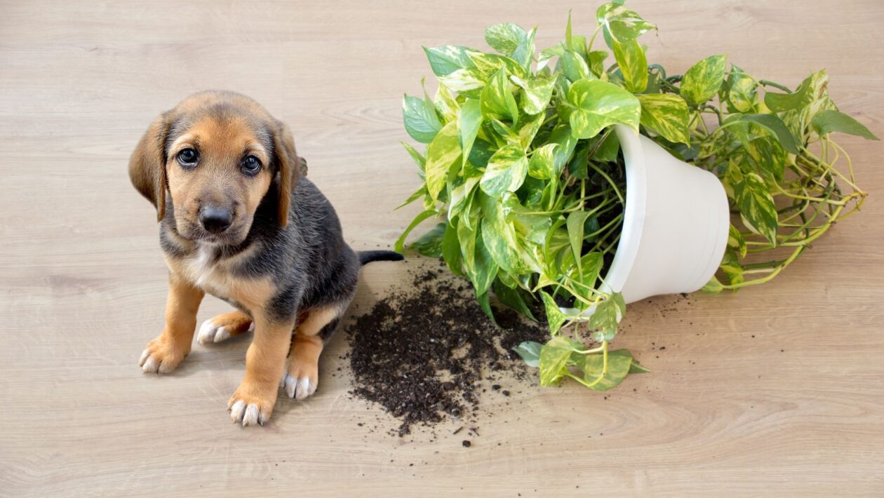 Cuidado com o vaso! Algumas plantas intoxicam pets. (Foto: Getty Images via Canva)