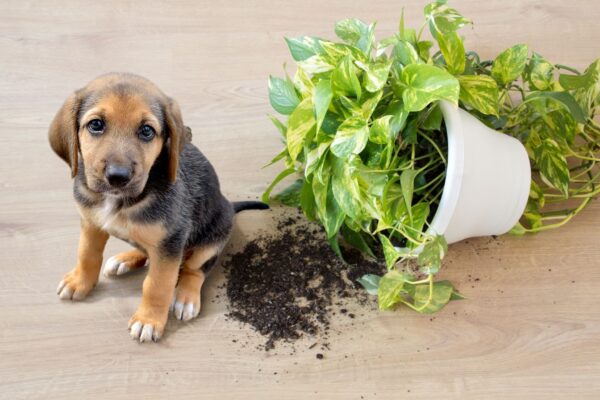 Cuidado com o vaso! Algumas plantas intoxicam pets. (Foto: Getty Images via Canva)