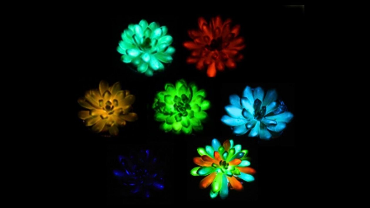 Suculentas que brilham no escuro e recarregam com a luz do sol (Crédito: Liu et al., Matter (2025))