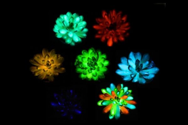 Suculentas que brilham no escuro e recarregam com a luz do sol (Crédito: Liu et al., Matter (2025))
