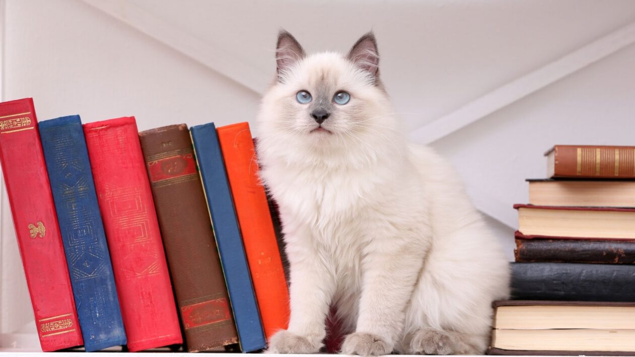 Alturas dão aos felinos sensação de controle. (Foto: Pixelshot / Canva Pro)