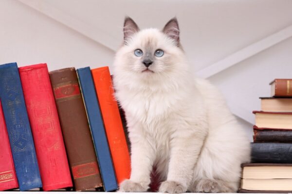 Alturas dão aos felinos sensação de controle. (Foto: Pixelshot / Canva Pro)