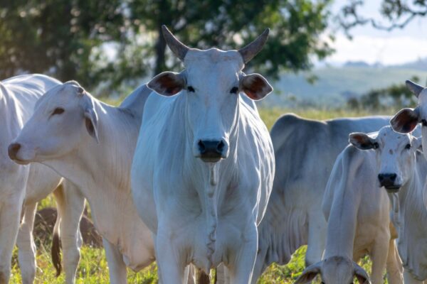 Doença sem cura ameaça rebanhos gaúchos. (Foto: Getty Images via Canva)