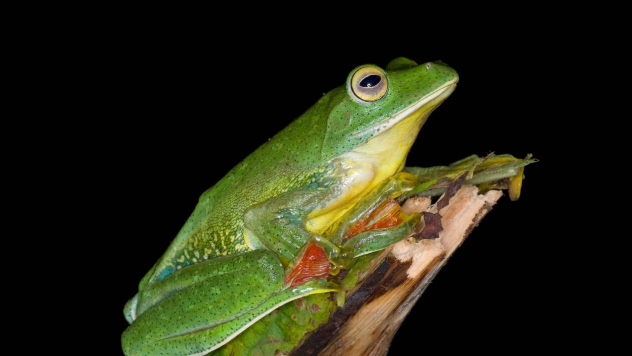 Estudo mostra queda nas taxas de extinção de plantas e animais (Imagem: Getty Images/ Canva Pro)