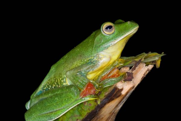 Estudo mostra queda nas taxas de extinção de plantas e animais (Imagem: Getty Images/ Canva Pro)